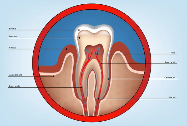 Fang, Zahnarzt, Medizin, Zahnarzt — Stockvektor