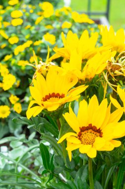 Yeşil çimen arka planında parlak sarı rudbeckia ya da siyah gözlü Susan çiçekleri, seçici odak