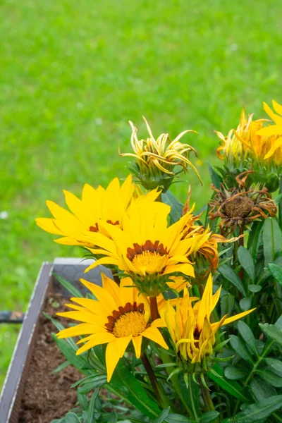 Leuchtend Trendige Gelbe Rudbeckia Oder Black Eyed Susan Blüten Grünen — Stockfoto