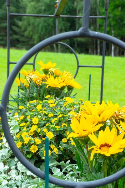 Leuchtend Trendige Gelbe Rudbeckia Oder Black Eyed Susan Blüten Grünen — Stockfoto