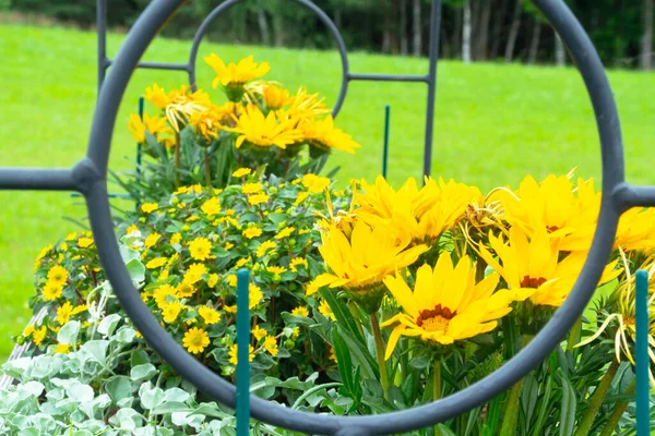 Leuchtend Trendige Gelbe Rudbeckia Oder Black Eyed Susan Blüten Grünen — Stockfoto