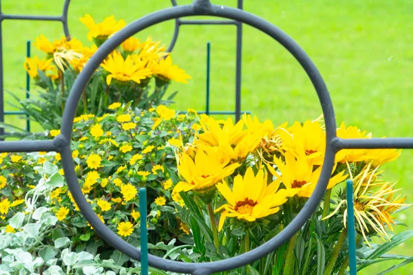 Leuchtend Trendige Gelbe Rudbeckia Oder Black Eyed Susan Blüten Grünen — Stockfoto