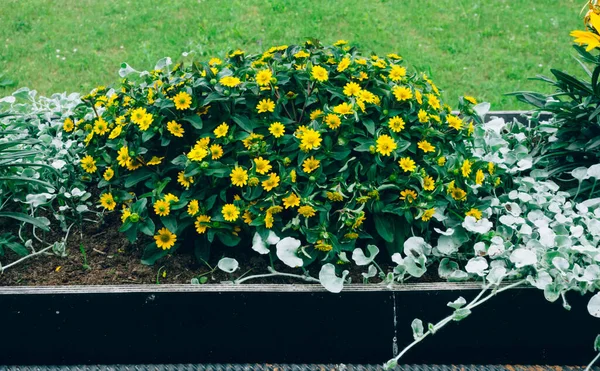 Leuchtend Gelbe Gänseblümchenblümchen Auf Grünem Hintergrund Natur Garten — Stockfoto