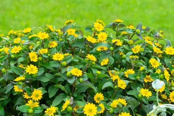 Bunga Kuning Terang Bunga Daisy Pada Latar Belakang Hijau Alam — Stok Foto