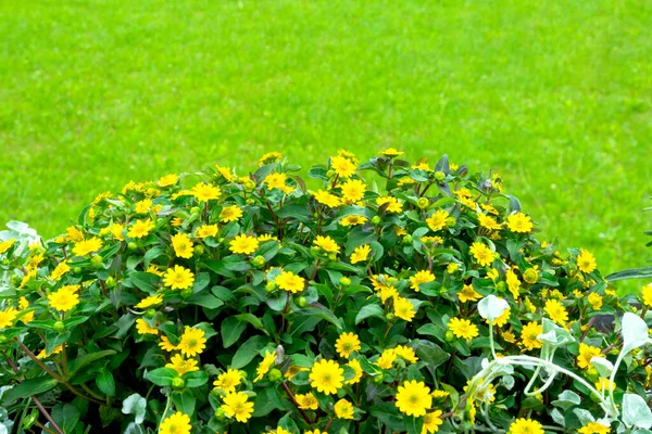 Leuchtend Gelbe Gänseblümchenblümchen Auf Grünem Hintergrund Natur Garten — Stockfoto