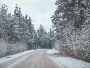 Çam ağaçlarıyla çevrili karlı yol, bir kır yolunda kış karında sürmek, seçici odak ve hareket efekti