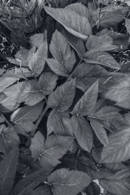 Nihai gri yapraklar nihai gri moda renginde.