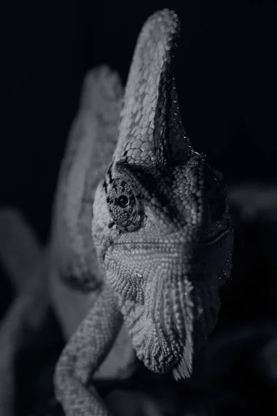 Veiled Chameleon Toned Ultimate Grey Color Walking Black Background Trendy — Stock Photo, Image