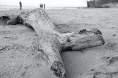 Ahşap ahşap ahşap tonlu, kumsaldaki son moda gri renkli kütük. 2021 Rengi