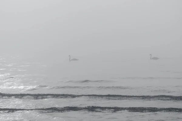 Cisnes Água Mar Nebulosa Tonificada Cor Ano 2021 Cinza Final — Fotografia de Stock