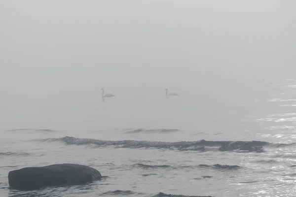 Cisnes Água Mar Nebulosa Tonificada Cor Ano 2021 Cinza Final — Fotografia de Stock