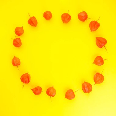Çin feneri Physalis Franchetii. Modayı aydınlatan renkte bir bitki. Physalis deseni. Minimalizm.