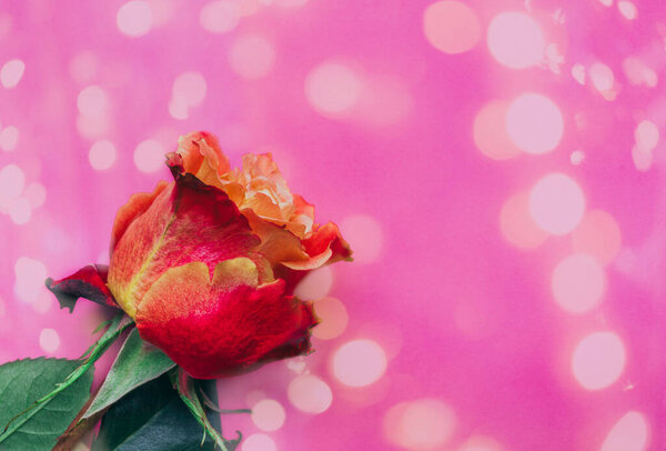 Beautiful rose on pink abstract bokeh background with festive lights
