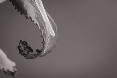 Tıbbi Kalanchoe yaprakları, tek renkli arkaplandaki lekeler ve su damlaları ile sulu yapraklar, yumuşak bulanık, pinnata bitkisi üzerine seçici odaklı, kopyalama alanı