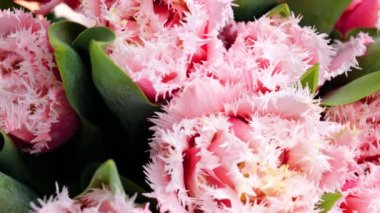 Çifte püsküllü pembe lale çiçekleri.