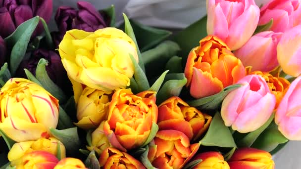 Buquê colorido de várias tulipas frescas — Vídeo de Stock