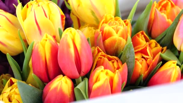Multicolor bouquet or set of various fresh tulips — Stock Video