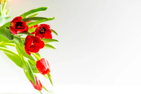 Lindas Flores Tulipas Vermelhas Primavera Sob Brilhantes Luzes Solares Primavera — Fotografia de Stock