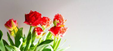 Güzel bahar kırmızı laleleri Parlak bahar güneşinin altında çiçekler