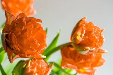 Güzel bahar kırmızı laleleri Parlak bahar güneşinin altında çiçekler