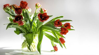 Güzel bahar kırmızı laleleri cam vazodaki çiçekler parlak bahar güneşinin altında fotokopi alanı ile uyumlu yaratıcı tonlarda.