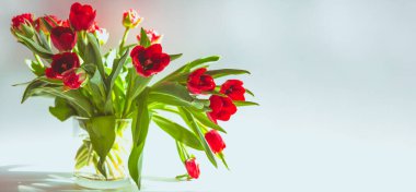 Güzel bahar kırmızı laleleri cam vazodaki çiçekler parlak bahar güneşinin altında fotokopi alanı ile uyumlu yaratıcı tonlarda.