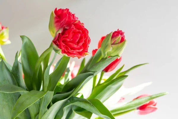 Hermosas Flores Tulipanes Rojos Primavera Bajo Brillantes Luces Solares Primavera —  Fotos de Stock