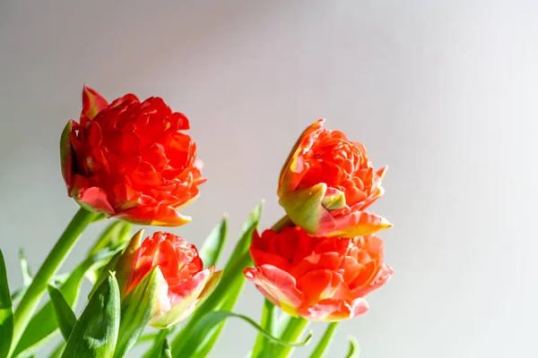 Hermosas Flores Tulipanes Rojos Primavera Bajo Brillantes Luces Solares Primavera —  Fotos de Stock