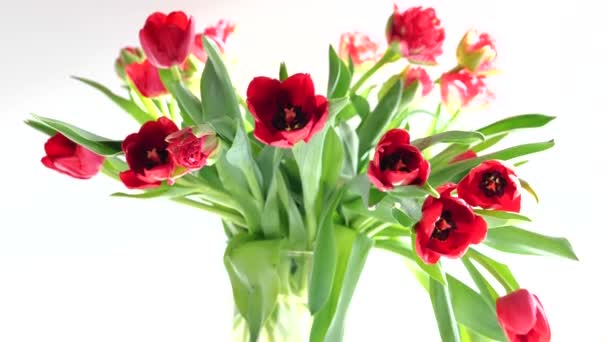 Hermosas flores de tulipanes rojos primavera — Vídeos de Stock