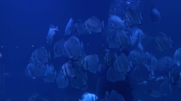 Potápěč chrápající pod vodou a krmí ryby a želvy — Stock video