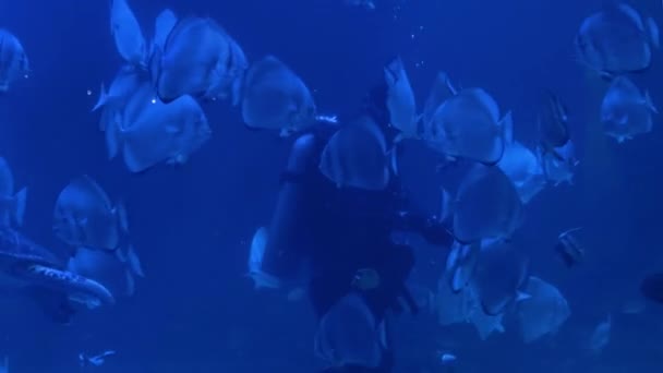 Buceador buceando bajo el agua y alimenta a peces y tortugas — Vídeos de Stock