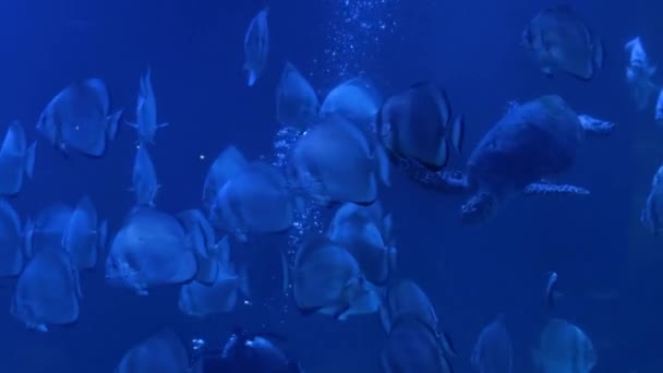 潜水者在水下潜水，喂鱼和海龟 — 图库视频影像