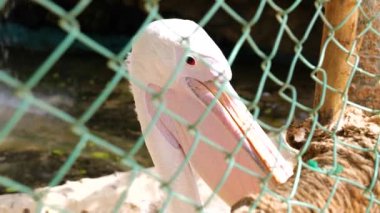 Şelale yakınlarındaki bir hayvanat bahçesinde pembe pelikan