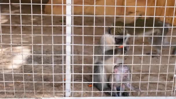 Apenfamilie met schattige baby eten — Stockvideo