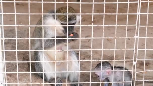 Famille de singe avec adorable bébé manger — Video