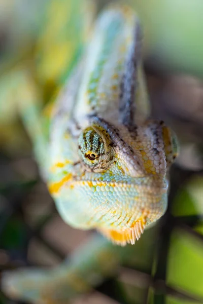 Bonito Lagarto Camaleão Colorido Verde Movendo Lentamente Olhos Réptil Exótico — Fotografia de Stock