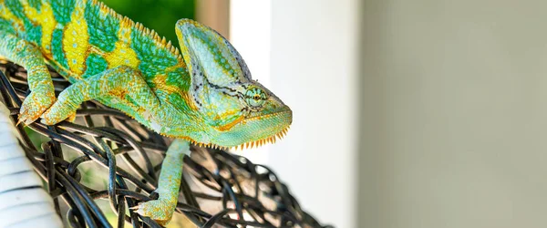 Bonito Lagarto Camaleão Colorido Verde Movendo Lentamente Olhos Réptil Exótico — Fotografia de Stock