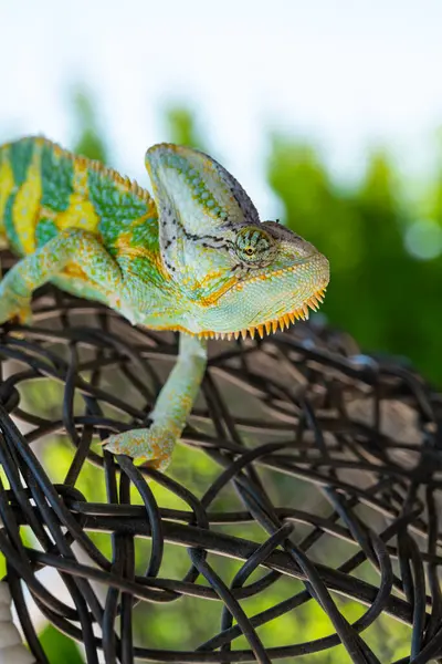 Όμορφο Πράσινο Πολύχρωμο Σαύρας Chameleon Κινείται Αργά Μάτια Εξωτικό Ερπετό — Φωτογραφία Αρχείου