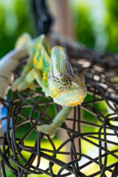 Όμορφο Πράσινο Πολύχρωμο Σαύρας Chameleon Κινείται Αργά Μάτια Εξωτικό Ερπετό — Φωτογραφία Αρχείου