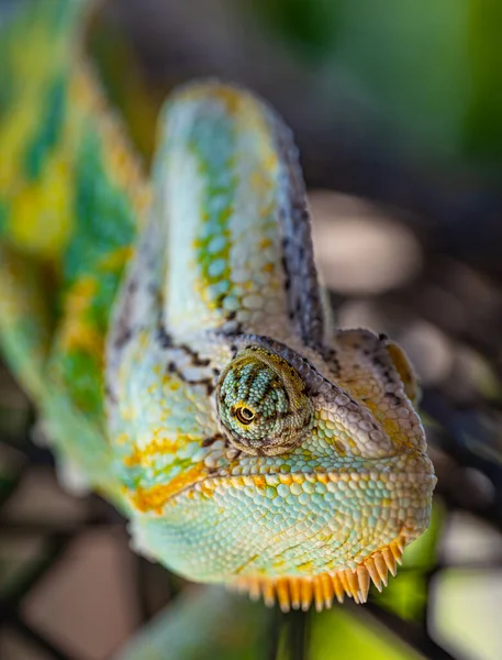 Beautiful Green Colorful Chameleon Lizard Moving Slowly Eyes Exotic Reptile — Stock Photo, Image