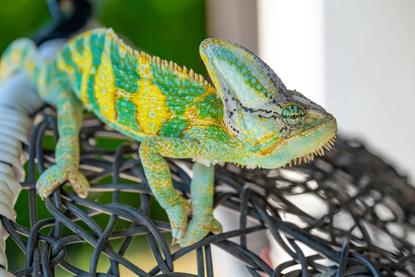 Beau Lézard Caméléon Coloré Vert Déplaçant Lentement Les Yeux Reptile — Photo