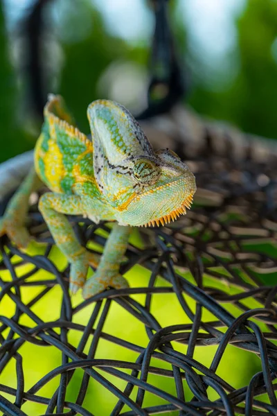 Όμορφο Πράσινο Πολύχρωμο Σαύρας Chameleon Κινείται Αργά Μάτια Εξωτικό Ερπετό — Φωτογραφία Αρχείου