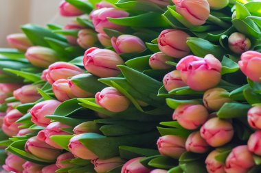 bir sürü güzel taze Pembe Laleler