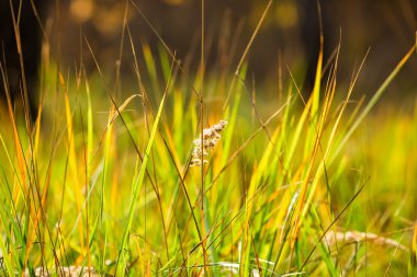 Yeşil çim spikelets güneşli bir ormanda