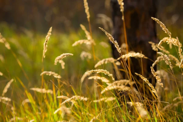 Yeşil çim spikelets güneşli bir ormanda