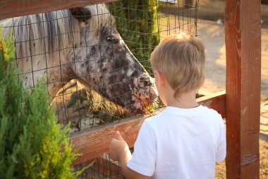 Çocuk hayvanat bahçesinde bir at besleme