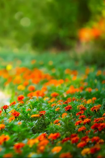Wunderschöne orangefarbene Blumen auf einem grünen Blumenbeet — Stockfoto