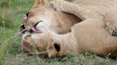 Yakın plan dişi aslan Masai Mara otlağında başka bir dişi aslanı nazikçe tımar ediyor.