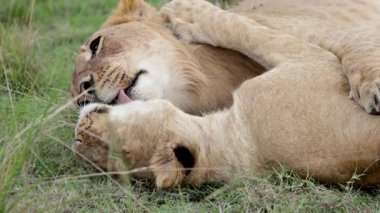 Afrika düzlüklerinde yakın plan çekilen hassas dişi aslan etkileşimi
