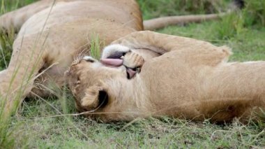Dişi aslan Kenya 'daki çimenli ovalarda uzanırken nazikçe başka bir dişi aslanı yalıyor.